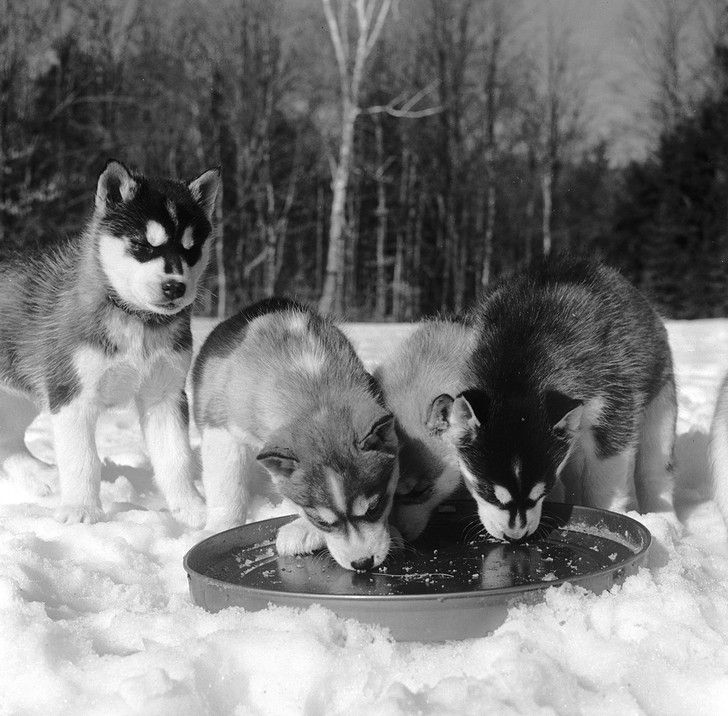 Фото №4 - Удивительная история ездовых собак в СССР
