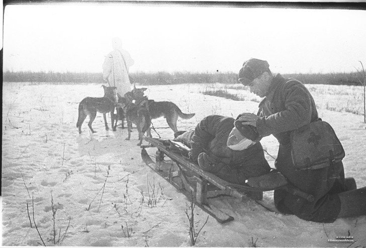 Фото №6 - Удивительная история ездовых собак в СССР