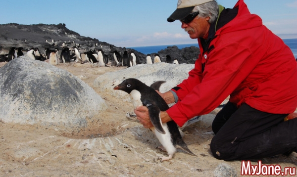 Переворачиватель пингвинов – необычная профессия, занесенная в Книгу рекордов Гиннесса